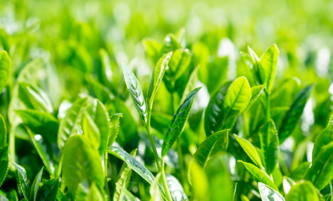 若々しい緑色をした、茶の新芽。4月にこれを収穫し加工したものが、一番茶、新茶と呼ばれる。