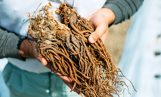 漢方薬に用いられるせり科の植物、当帰（トウキ）の根