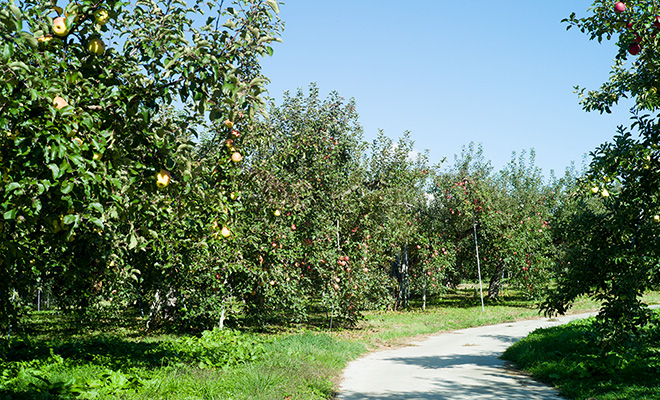 白い小道が通る、明るく開放的なりんご畑