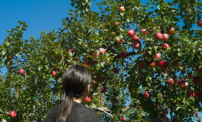 真っ赤なりんごの果樹を見上げる長田佳子さん