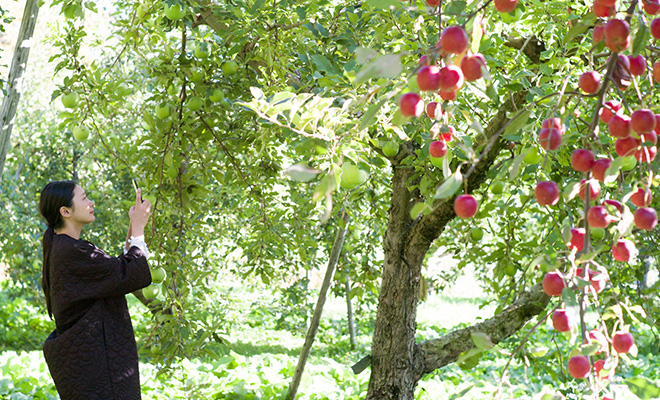 赤りんごと青りんごが一本に実っている果樹を撮影する長田佳子さん