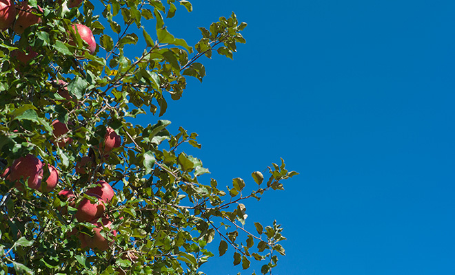 青空に向かって伸びるりんごの果樹の枝