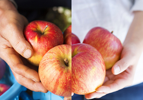 りんごを持った農家の手と主婦の手