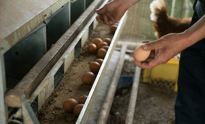 鶏舎内の産卵場で産み落とされた卵を1つ、手に取る内藤光さん