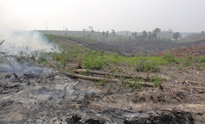 パーム油栽培による森林破壊