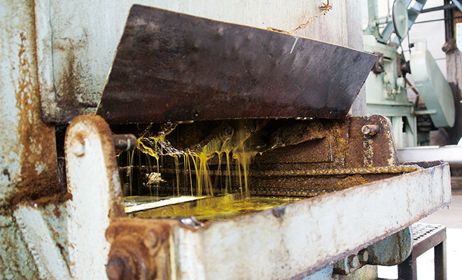 圧搾する機械から菜種油が流れ落ちる。