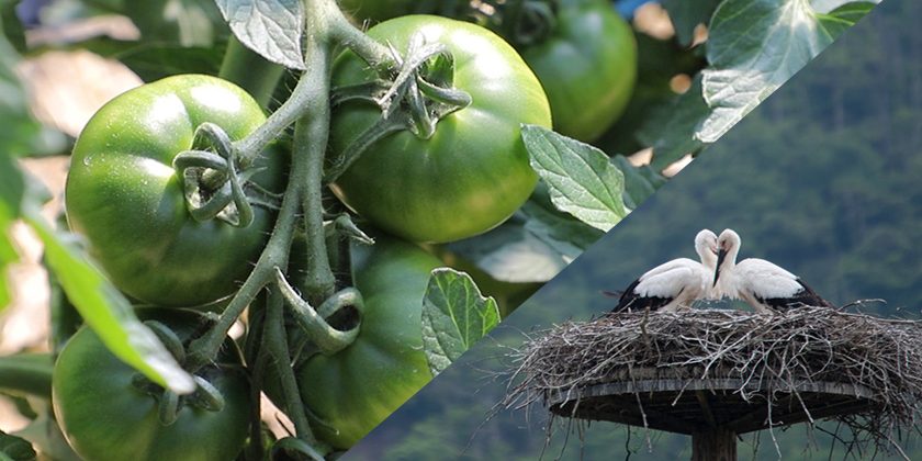畑で実るトマトと、巣塔のコウノトリ