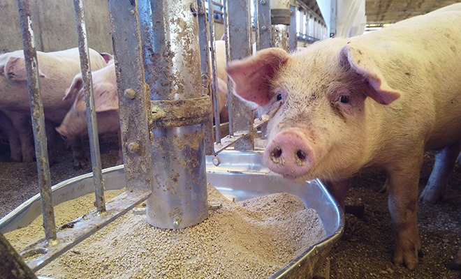 飼料用米を含む飼料を食べる豚