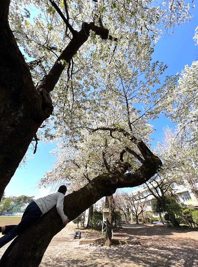 国立第二小学校校庭の桜の木を抱きかかえる児童