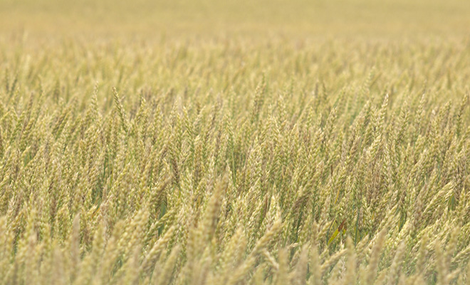 年々、小麦需要は世界で高まりつつある