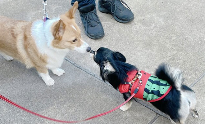 散歩中の2匹の犬