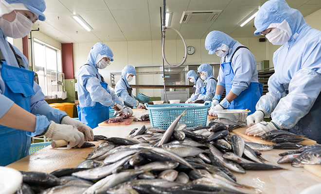 山陰沖で獲れた新鮮な魚を職人が一匹ずつていねいにさばいていく様子