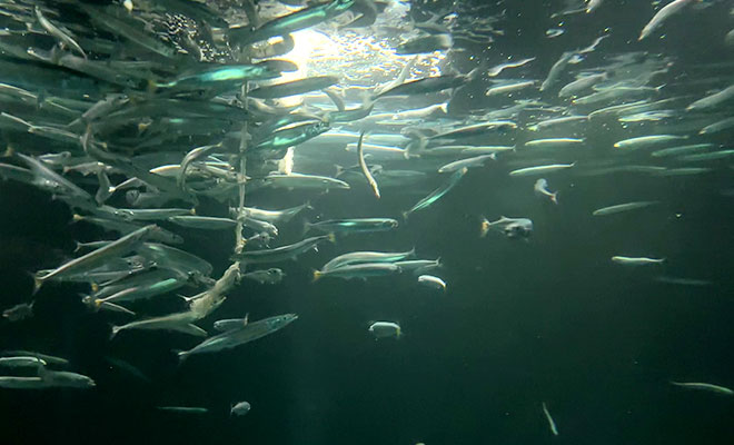 エサに群がり泳ぐサンマの水槽