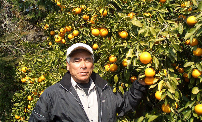 みかん畑に立つ長谷川功さん