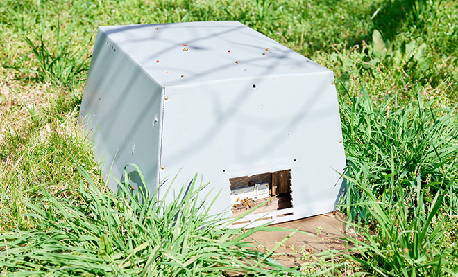 梅畑のなかに置かれた、ミツバチの巣箱