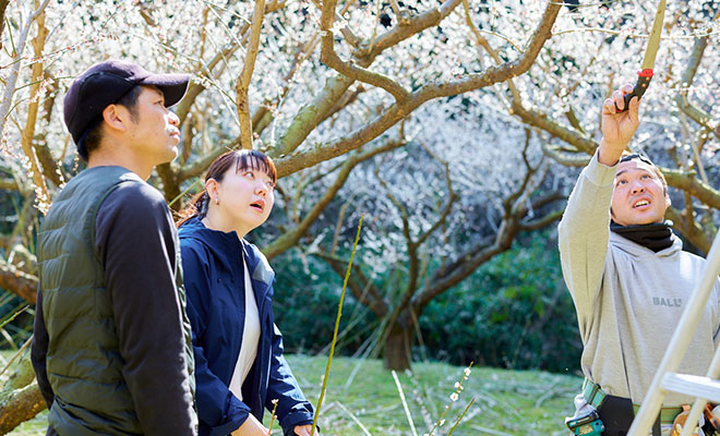 梅の剪定作業中のジョイファーム小田原の根尾 岳彦さんと、説明を聞く今井さんと長谷川さん