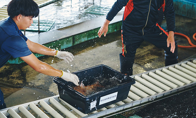 セリ台へ向かう魚