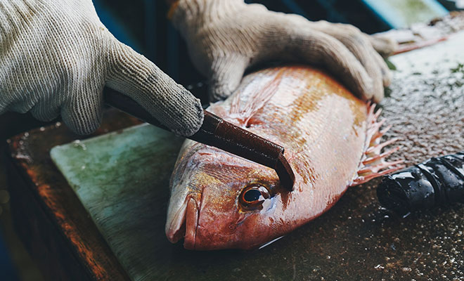 魚の脳天を鍵で破壊