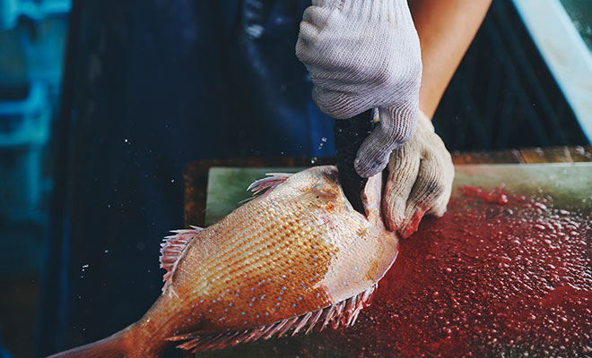 魚の背骨を切る