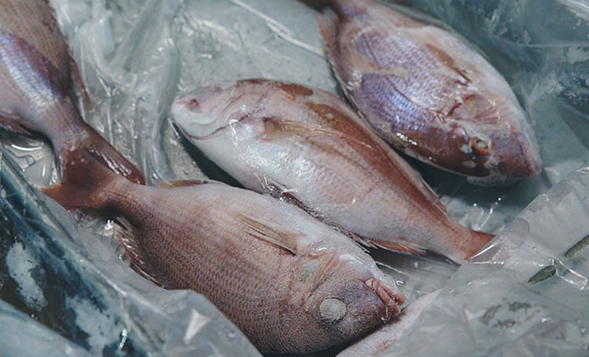 冷凍された鯛