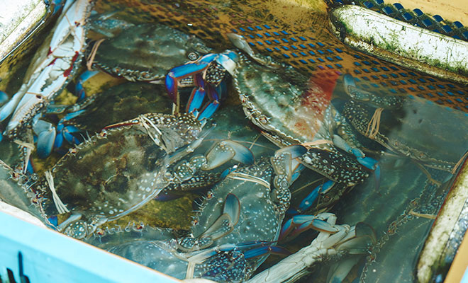 水揚げされたばかりのガザミ