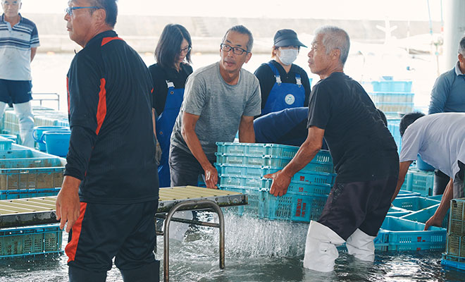 プールから魚を揚げ、セリに出す漁師