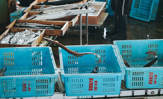 かごから飛び指しそうな魚