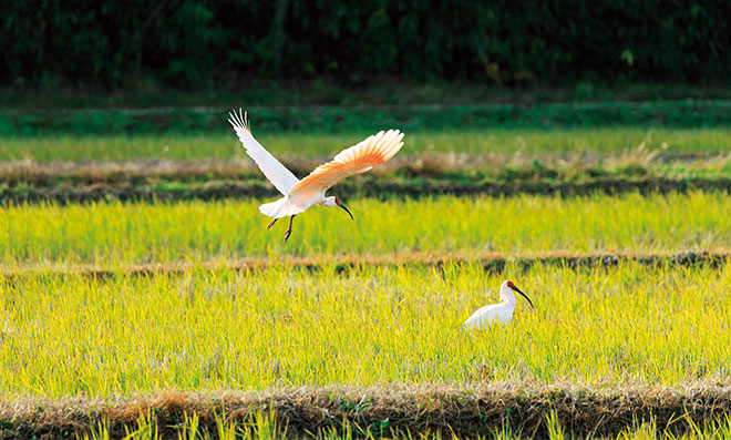JA佐渡（新潟県）の産地風景