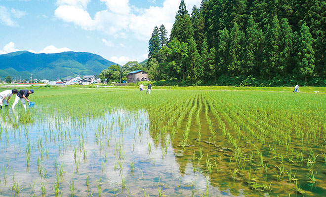 水田と山々の風景