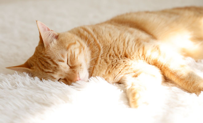 眠る猫
