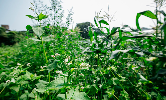 畑の周囲に植えられた植物たちが生い茂る
