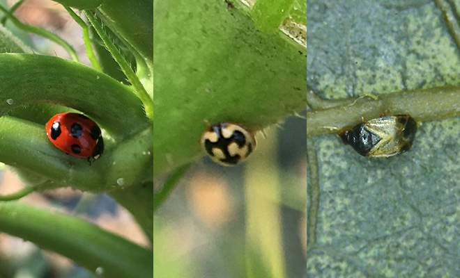 畑で確認できた天敵昆虫たち