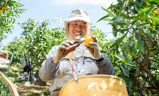 極早生みかんを収穫する無茶々園の生産者、森下孝さん